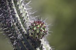 Galloping cactus baby